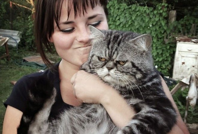 30 фотографий котов, которые ненавидят делать селфи 30 фотографий котов, которые ненавидят делать селфи