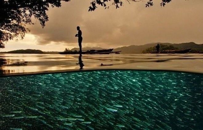  На грани двух миров вода, мир, рыбы