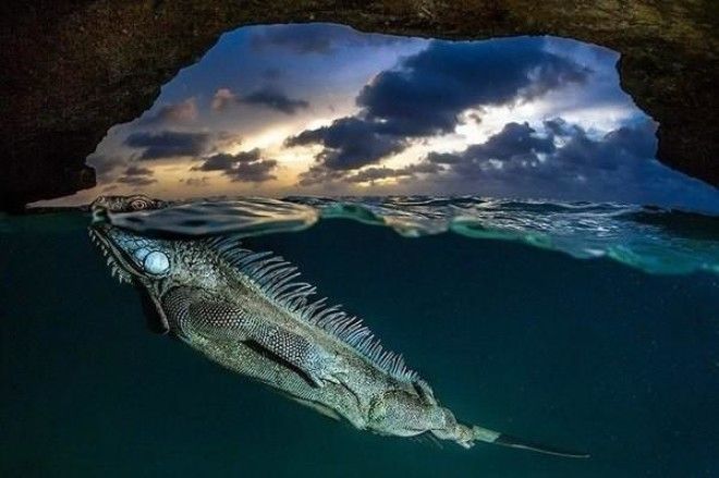  На грани двух миров вода, мир, рыбы