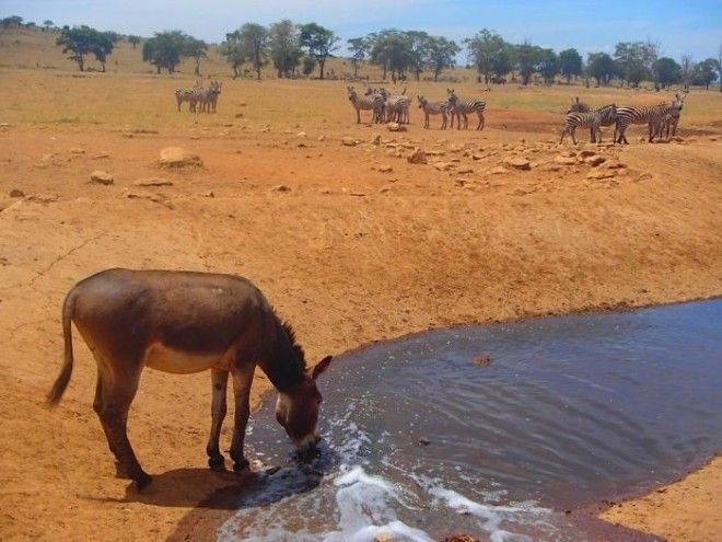 Спасение животных от засухи мужчина ежедневно привозит воду в кенийский парк