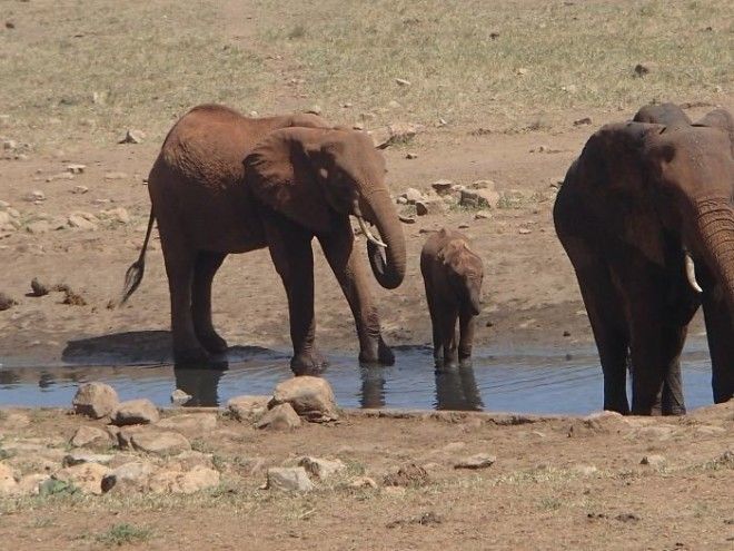 Спасение животных от засухи мужчина ежедневно привозит воду в кенийский парк