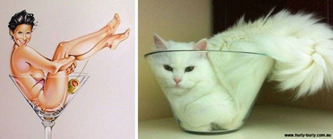 Котики, которые позируют точь-в-точь как модели в стиле пин-ап котики, пин-ап
