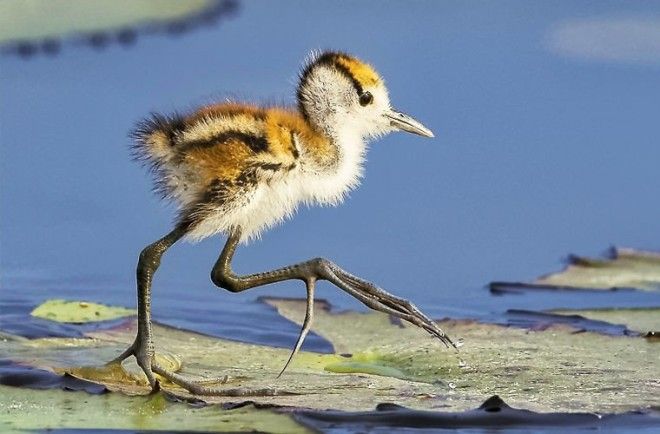 Лучшие отцы в мире животных