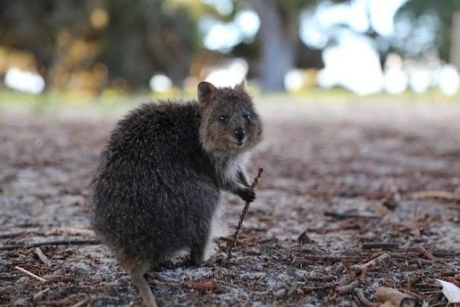 Quokka The Wizard