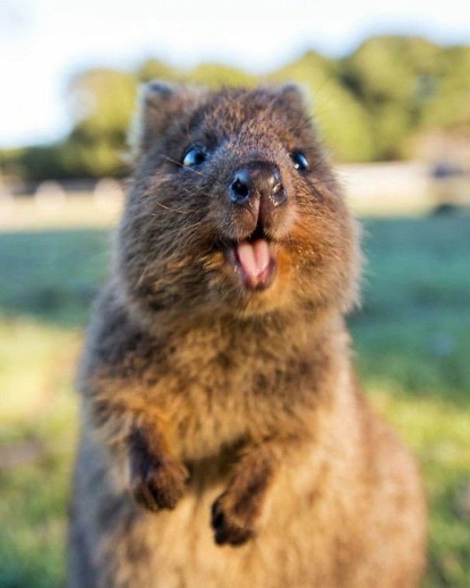 Quokkas - Melting Hearts Since Forever