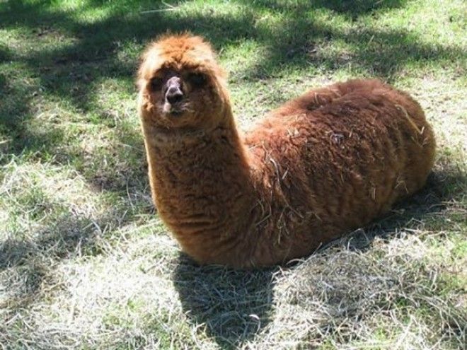 Caterpillar Alpaca