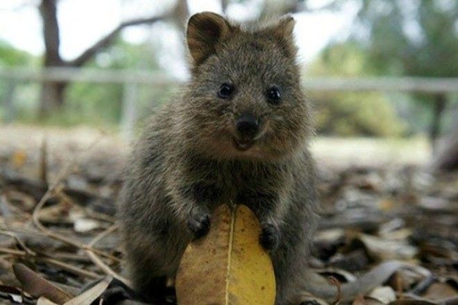 Cute Quokka