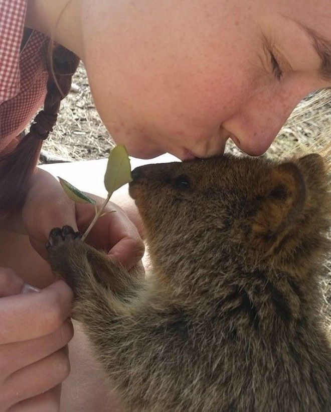 Thank You For My Leaf Human. You May Kiss My Snoot