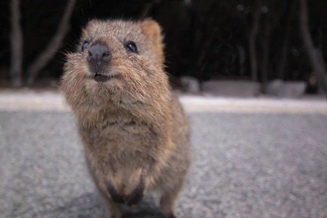 This Happy Quokka