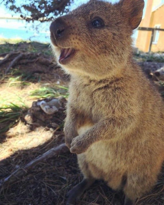 Little Happy Quokka