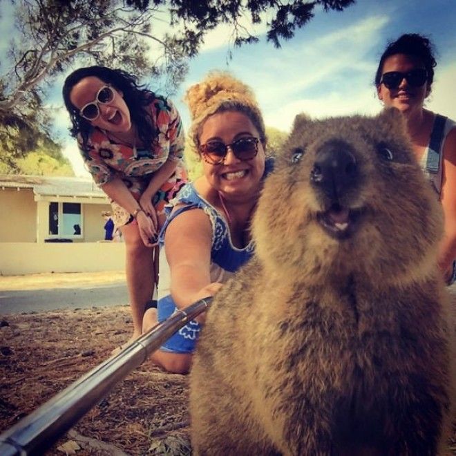 Happiest Quokka Selfie