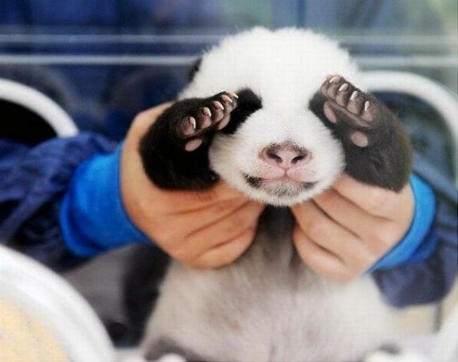 Панда стесняется