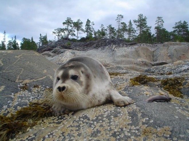 Любопытные факты о Каспийском море