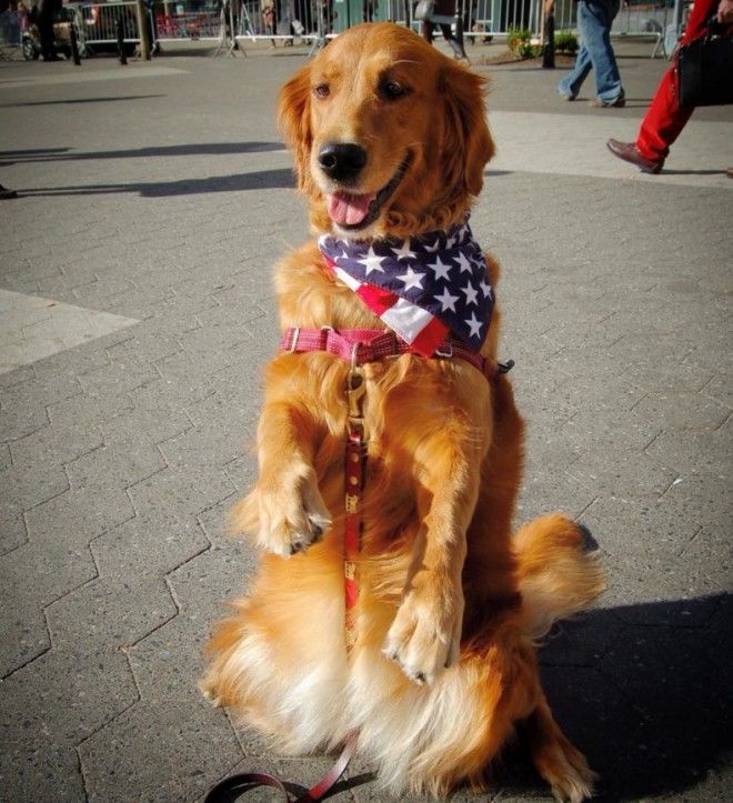 Собака по кличке Лабутина на улицах Нью-Йорка