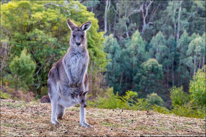 Приют для детенышей кенгуру в Австралии