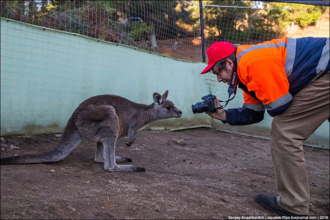 Приют для детенышей кенгуру в Австралии