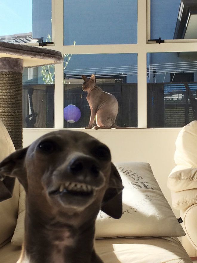 Funny Dog Photobombs