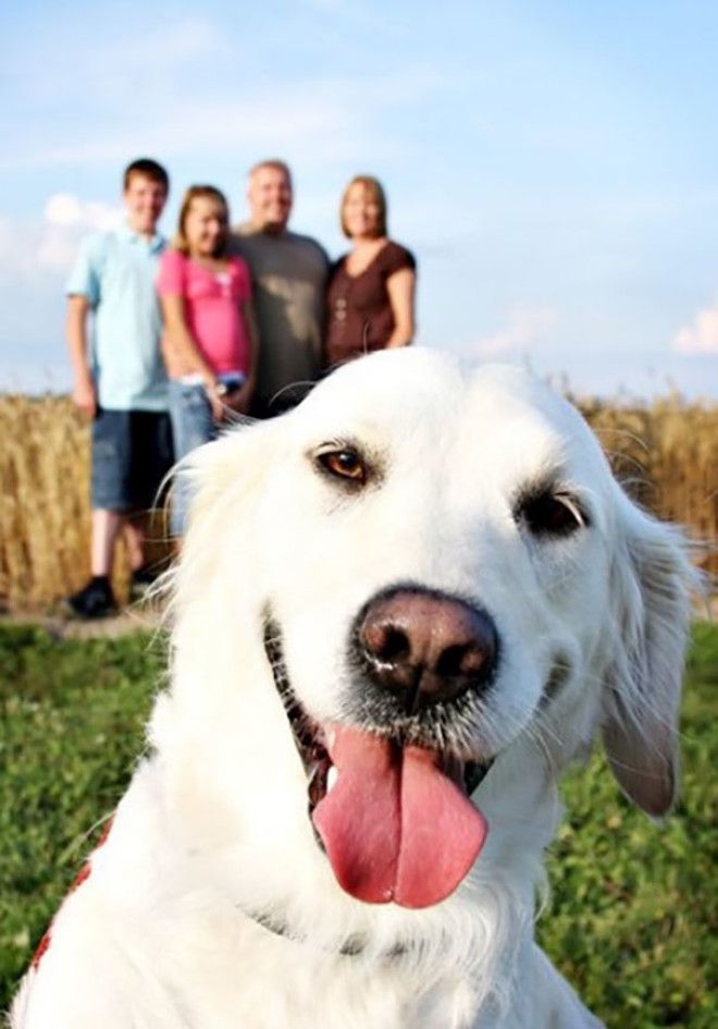 Funny Dog Photobombs