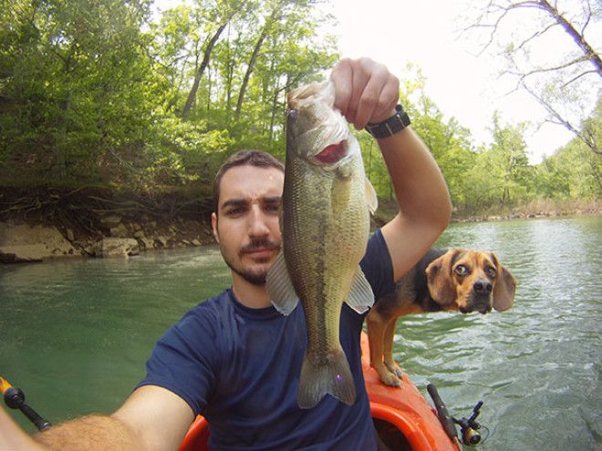 Funny Dog Photobombs