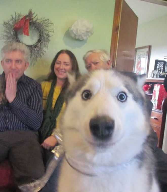 Funny Dog Photobombs