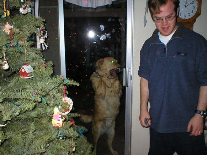 Funny Dog Photobombs