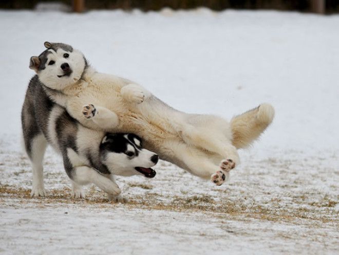 Funny Dog Photobombs