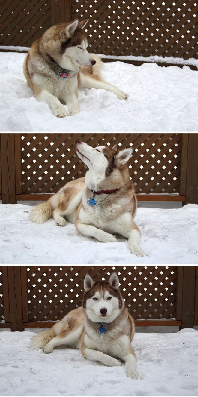 funny-husky-dog-posts-58343fead5b9b__700