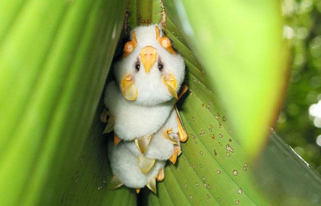 Honduran White Bat