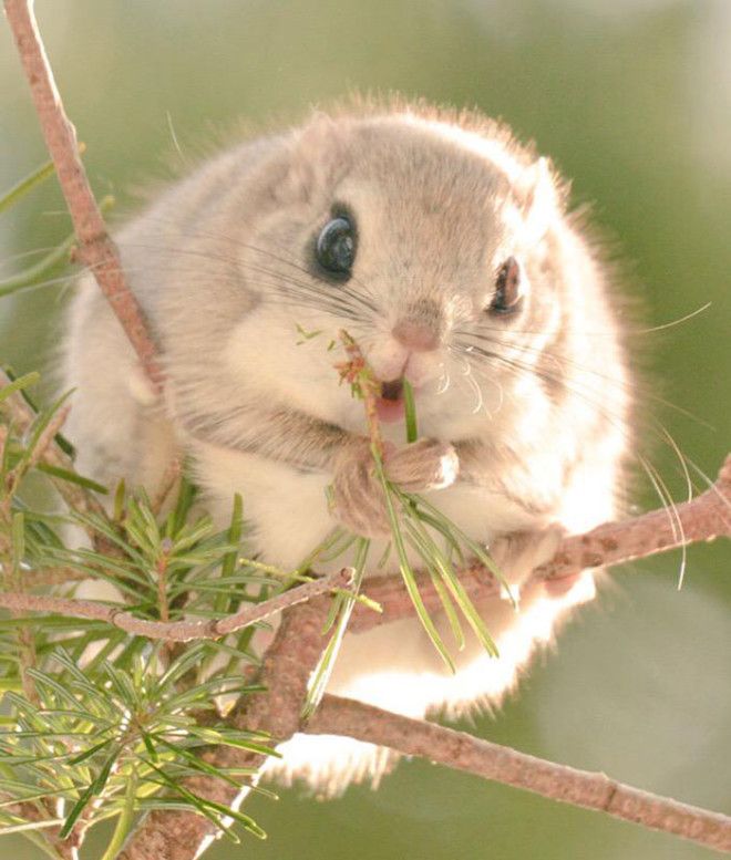 Round Japanese Flying Squirrel