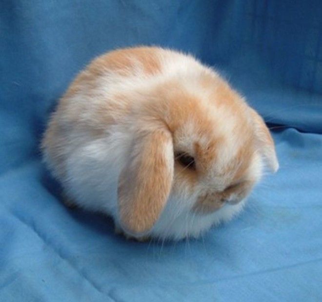 Round Bunny