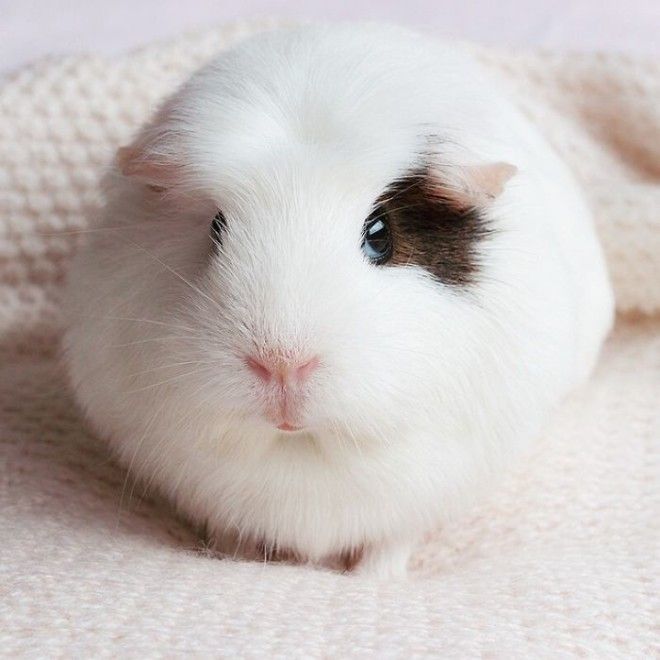 Round Guinea Pig