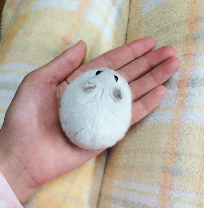 Perfect Snowball