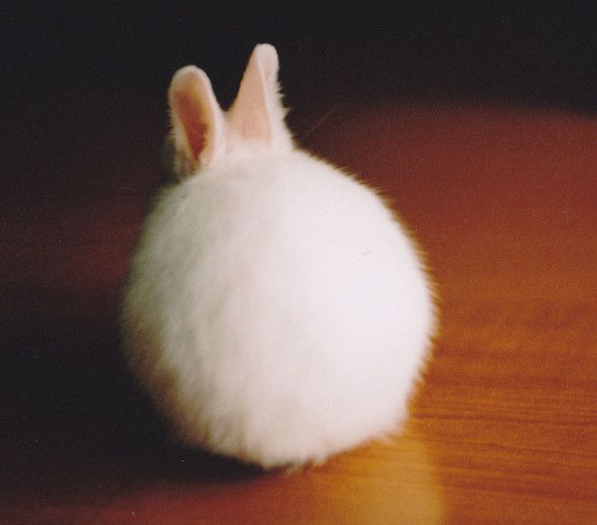 Round Bunny Butt