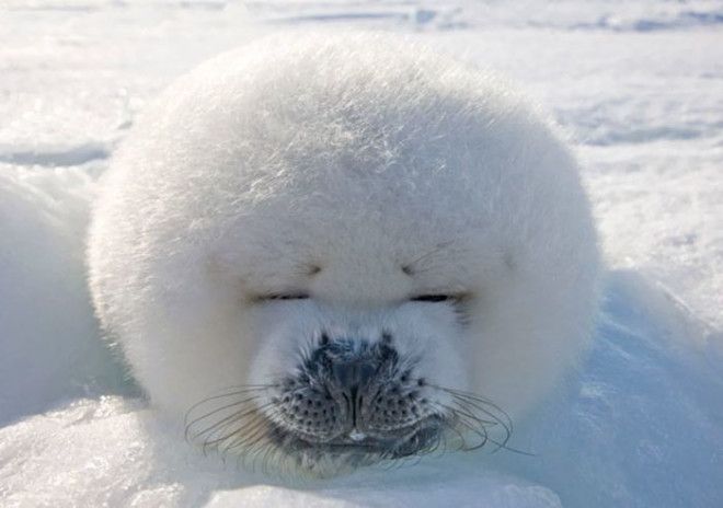 Seal Pup