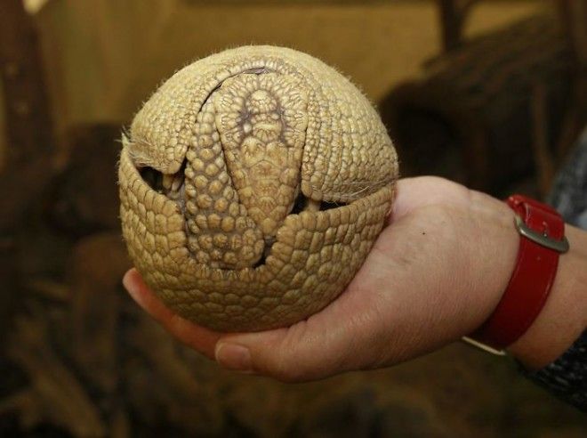 Round Armadilo