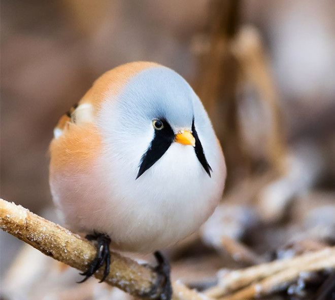 A Ball Of Bearded Reedling