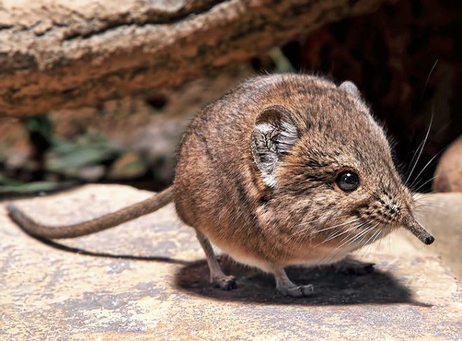 Short-Eared Elephant Shrew