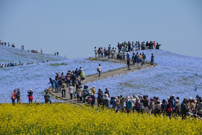 Цветение немофил в японском парке