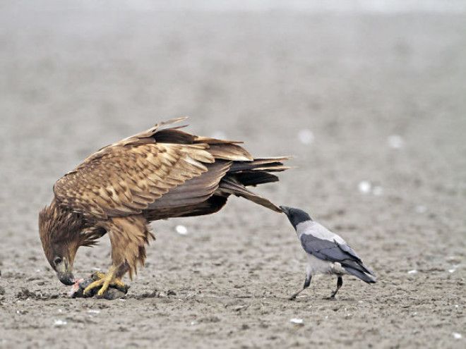 Crows Like To Pull Tails. Some Think It