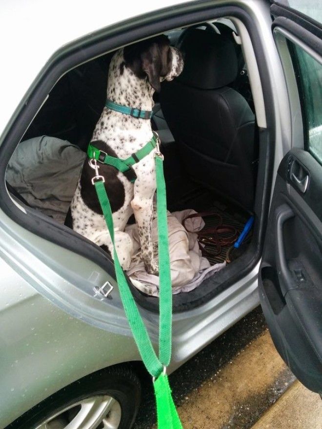 My Dog Is Afraid Of Rain. Even When It