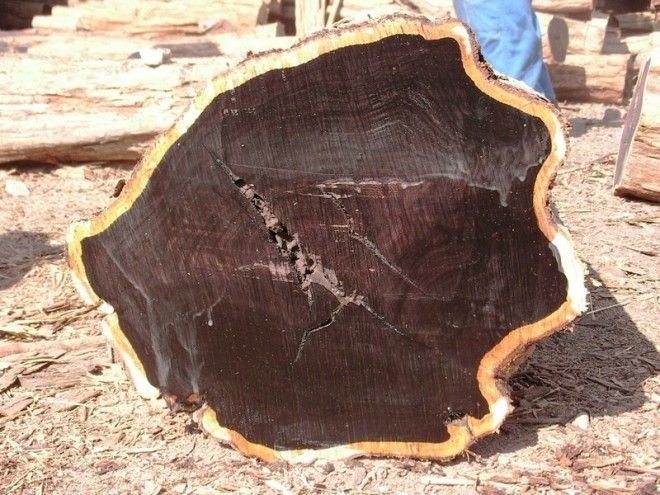 Гренадил (африканское чёрное дерево) – 10 000 долларов за килограмм дерево, факты, фото