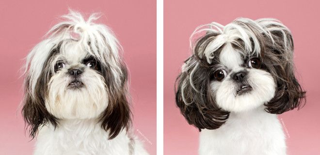 портреты собак до и после стрижки, Грейс Чон, Grace Chon, Healthy spot, Hairy