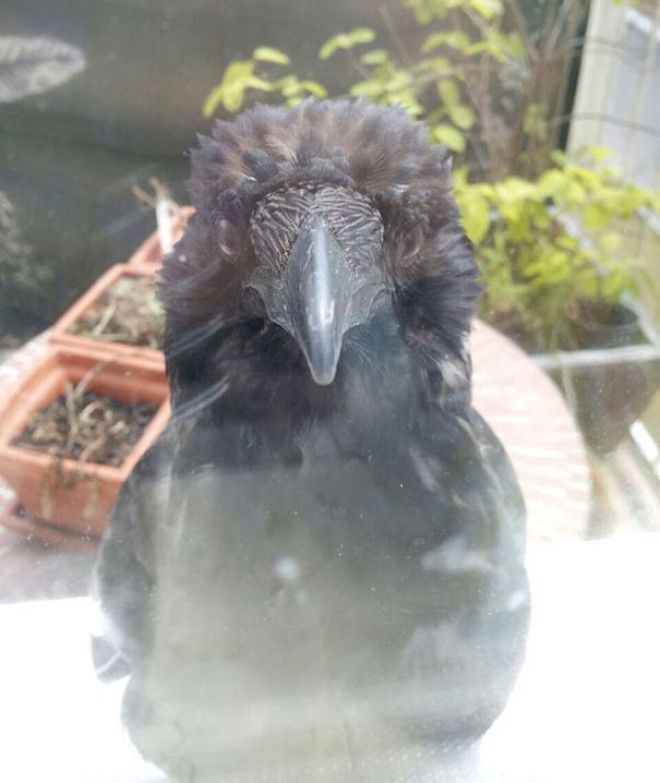 There Is A Raven In Front Of My Kitchen. He Just Sits There, Stares At Me And Doesn