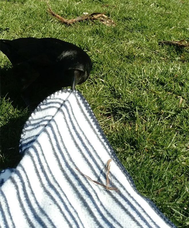 Yesterday A Crow Tried To Steal My Picnic Blanket And I Didn