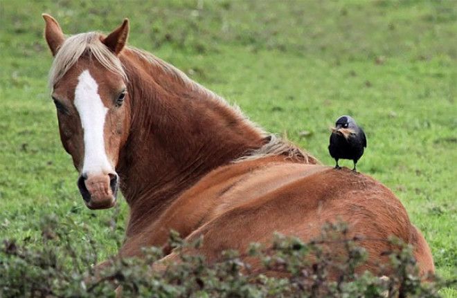 This Jackdaw Pinching Hair From A Horse