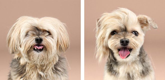 портреты собак до и после стрижки, Грейс Чон, Grace Chon, Healthy spot, Hairy