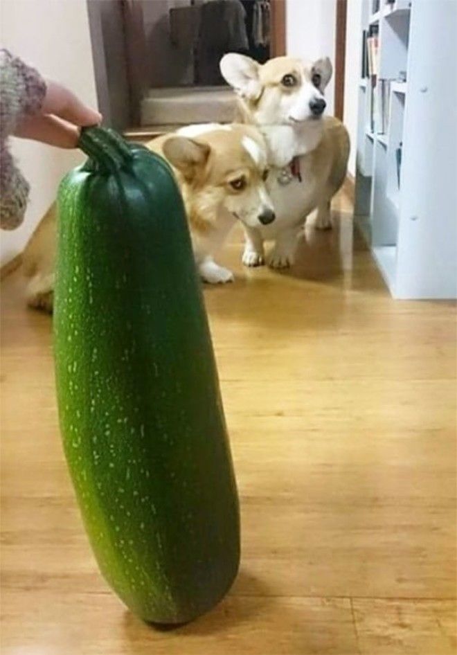 Harvested This Giant Zucchini, Frightened Corgi