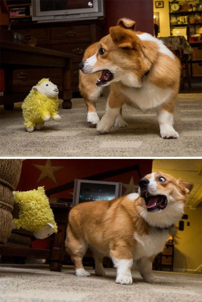 This Jumping, Wall Climbing Sheep Is Freaking Otis Out