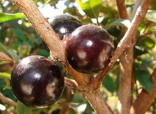 Удивительное виноградное дерево джаботикаба