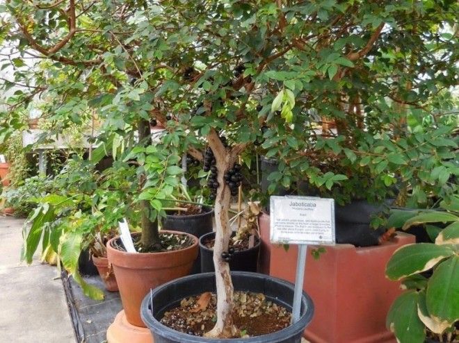 Удивительное виноградное дерево джаботикаба